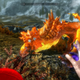 Illustration for article titled emPokémon/em Modded to emSkyrim/em for Some Reason
